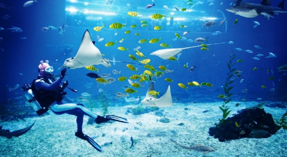 Quan Sát Sinh Vật Đa Dạng Tại Aquarium Với Nhiều Tiểu Khu