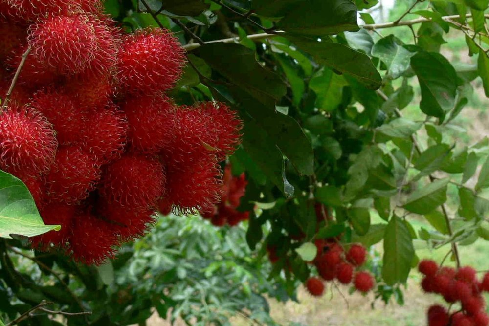 Trái Cây Nhiệt Đới - Thiên Đường Giải Nhiệt 