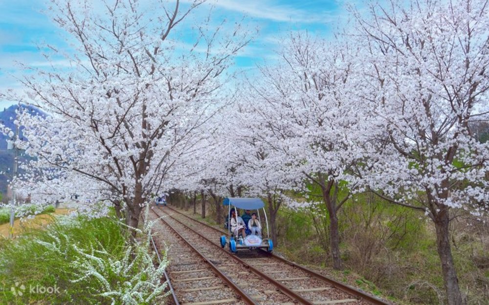 Khám Phá Đường Hầm Ánh Sáng Lung Linh