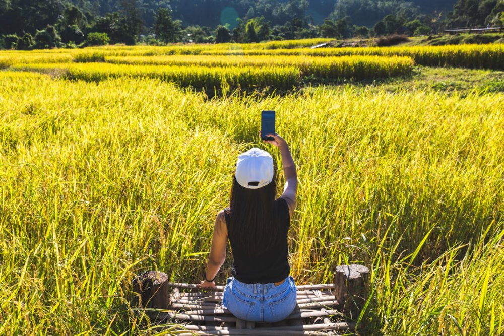 girl using a phone in a rice field