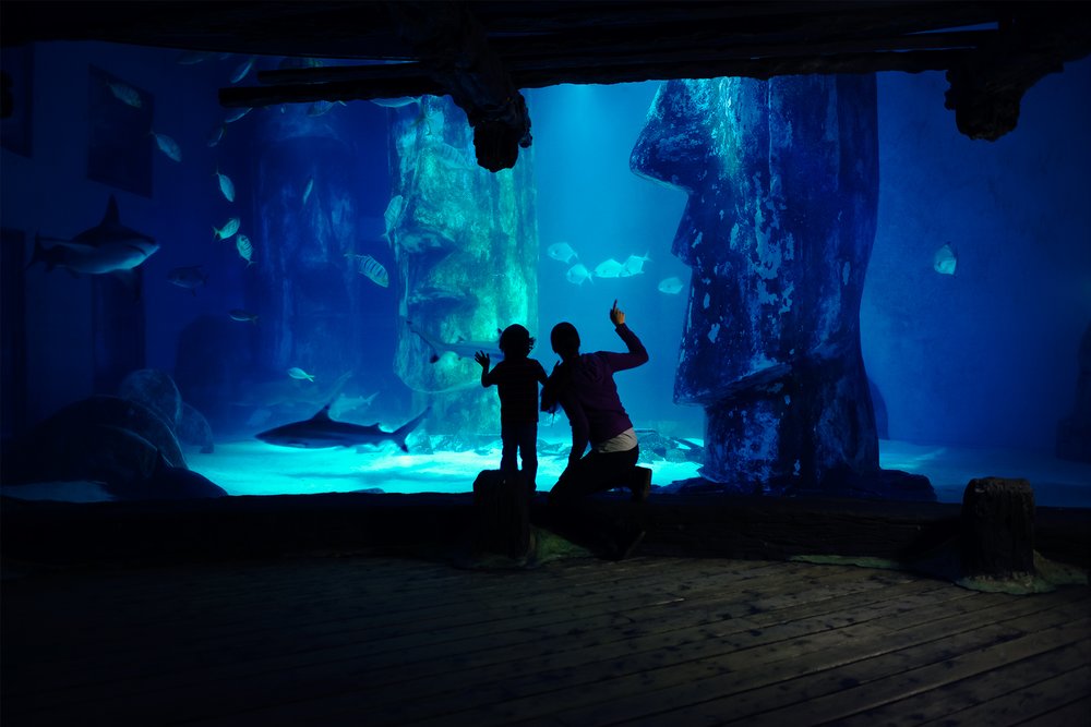 Viewing sharks and marine life at SEA LIFE London Aquarium