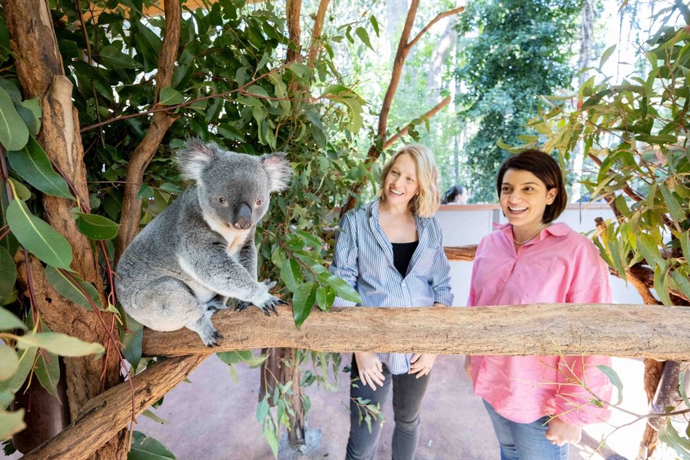 Khu Bảo Tồn Gấu Koala Lone Pine