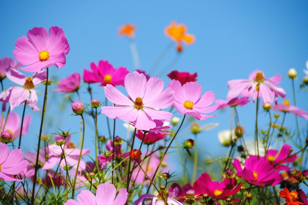 北海道活動, 太陽之丘遠輕公園・波斯菊花節, 北海道9月、10月和11月活動, 北海道祭典