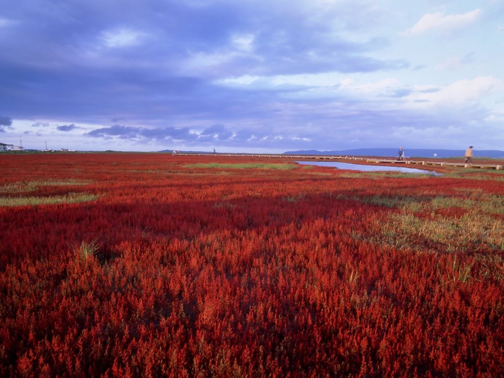 北海道活動, 能取湖珊瑚草節, 北海道9月、10月和11月活動, 北海道祭典