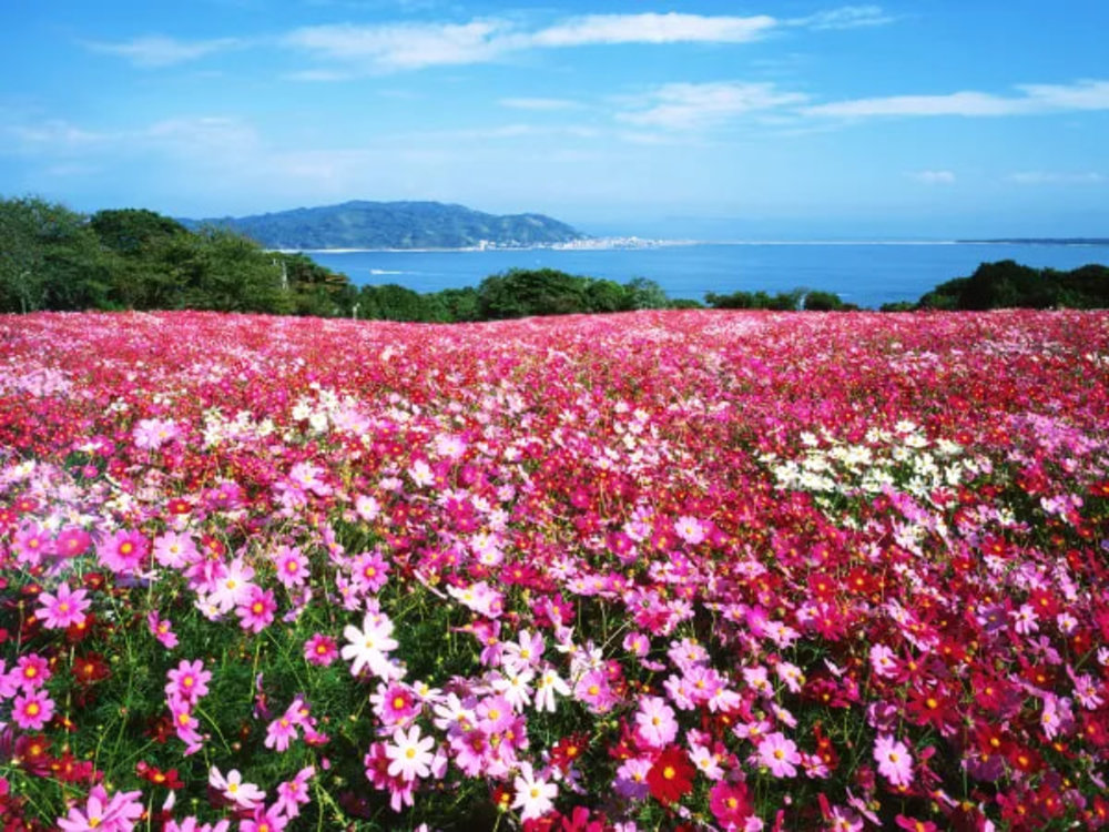 9月/10月/11月福岡活動, 福岡活動, 波斯菊花海