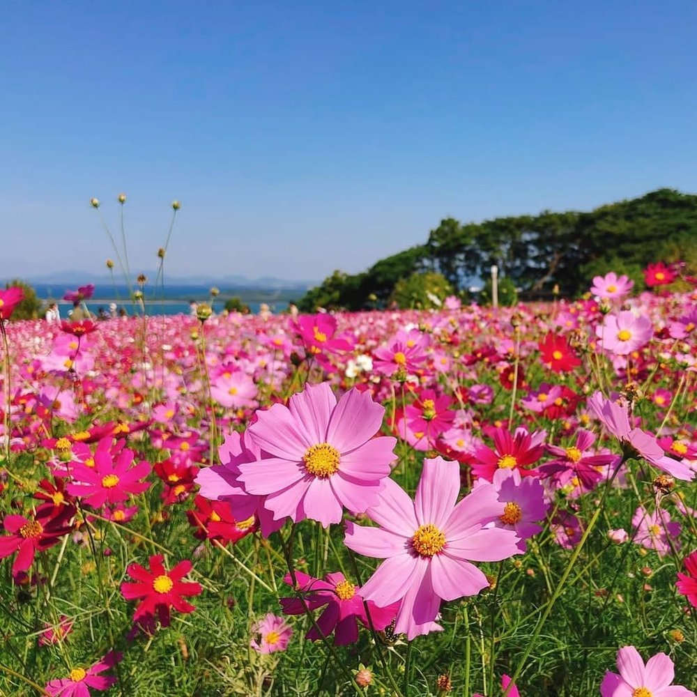 9月/10月/11月福岡活動, 福岡活動, 波斯菊花海