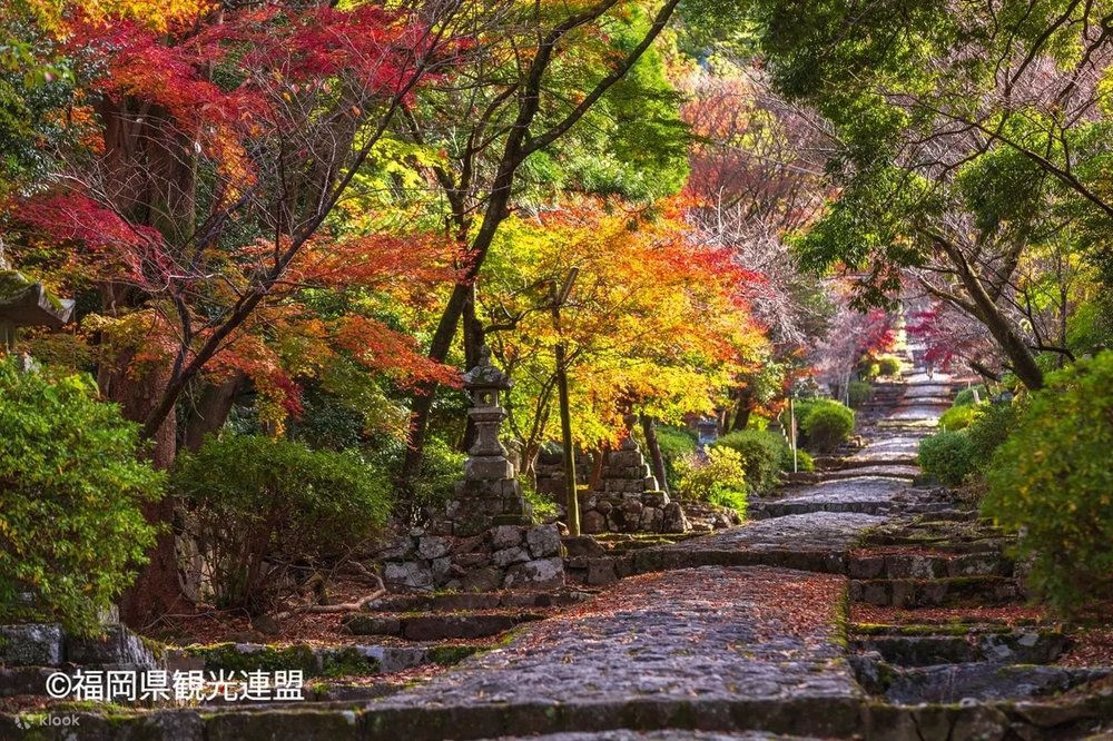 9月/10月/11月福岡活動, 福岡活動, 福岡紅葉祭