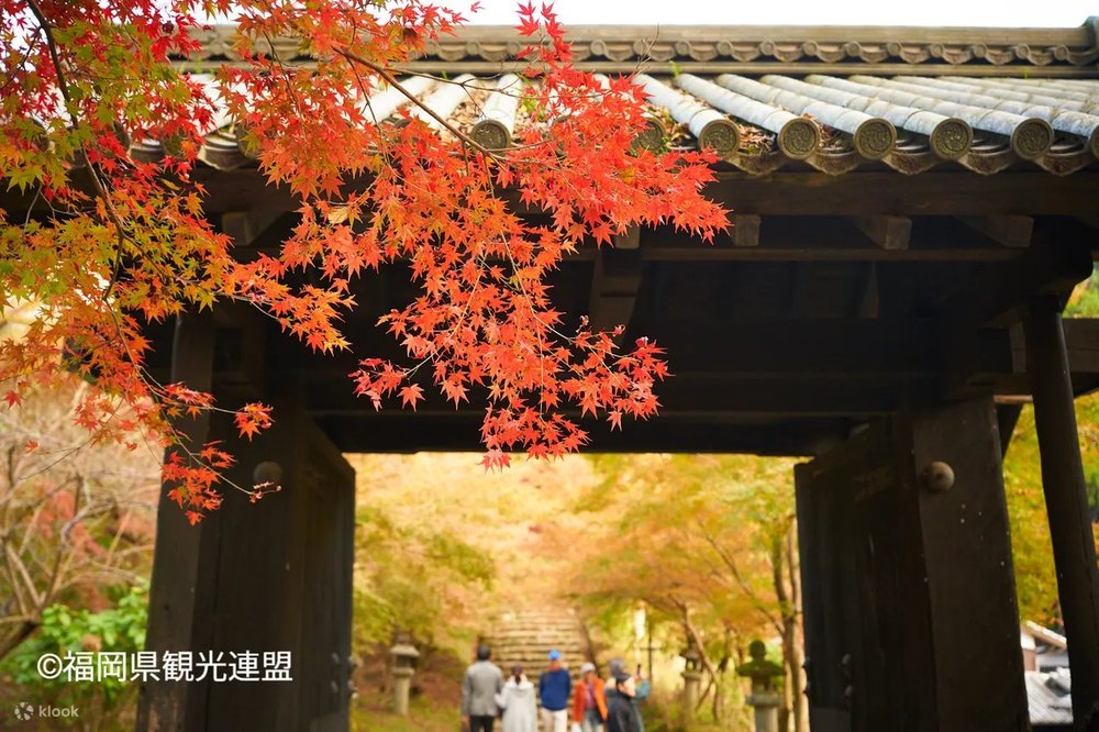 9月/10月/11月福岡活動, 福岡活動, 福岡紅葉祭