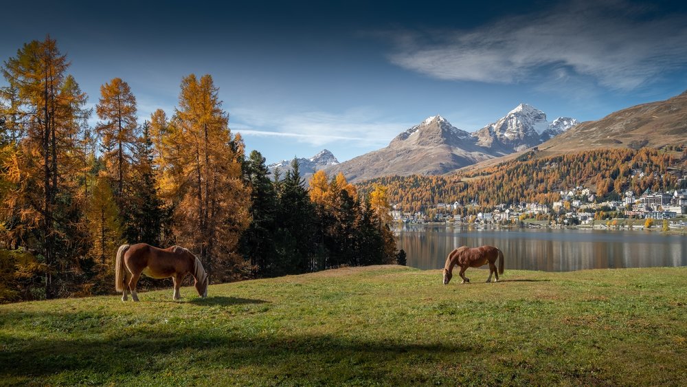 เมืองเซนต์โมริตซ์ในฤดูใบไม้ร่วง พร้อมทะเลสาบและใบไม้สีทอง
