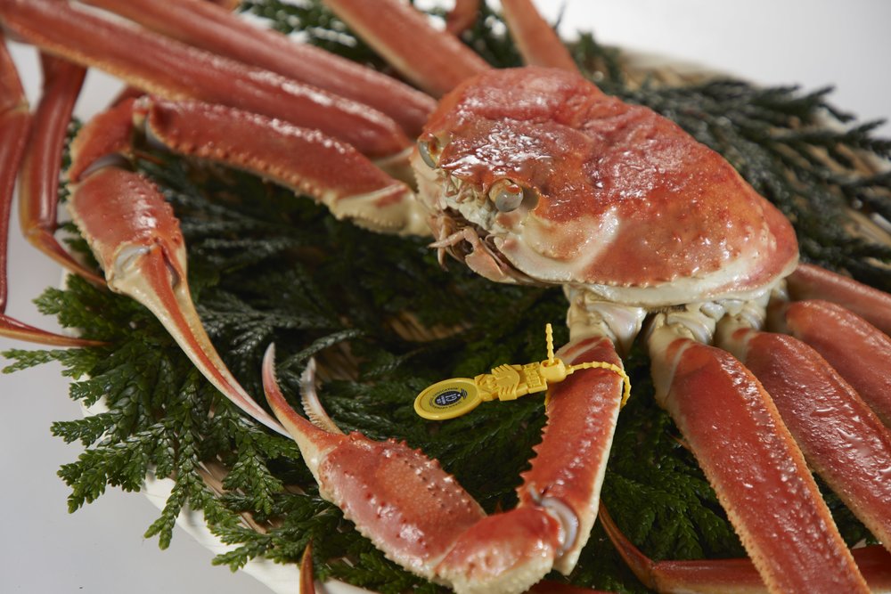 新潟景點,新潟 景點 冬,新潟美食,新潟 蟹,新潟 日本,新潟好去處