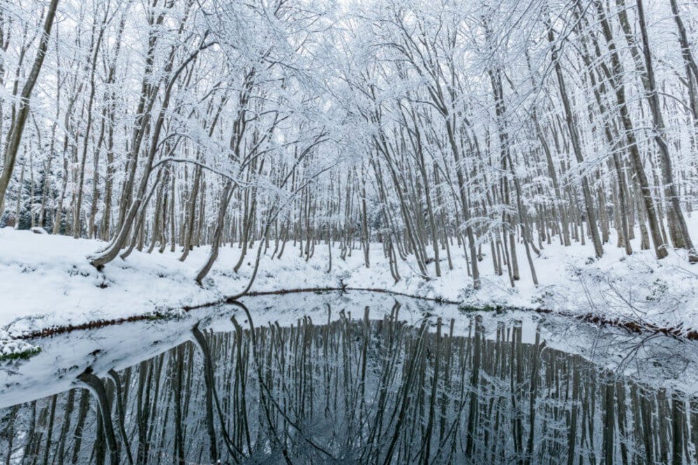 新潟景點,新潟 景點 冬,新潟美食,新潟 蟹,新潟 日本,新潟好去處
