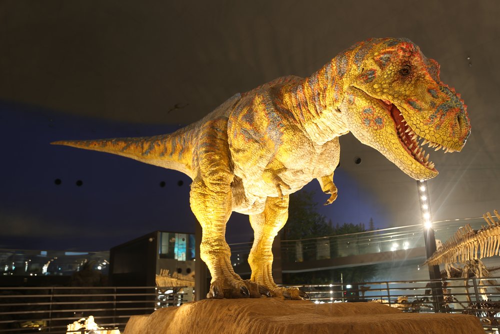 新潟景點,新潟 景點 冬,新潟美食,新潟 蟹,新潟 日本,新潟好去處