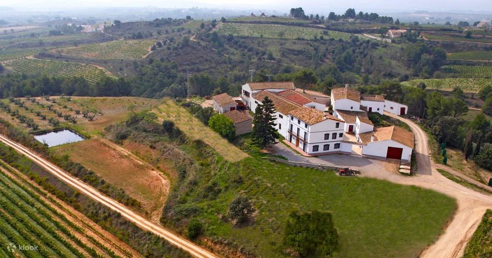 Aerial view of a Catalan vineyard