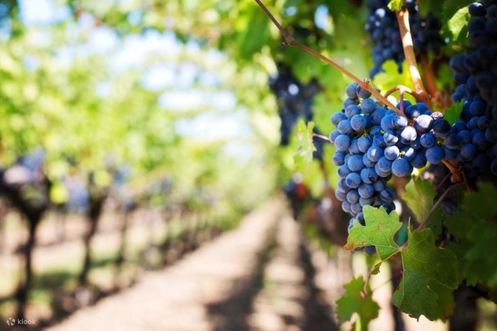 Grapes, nature’s gift to winemakers