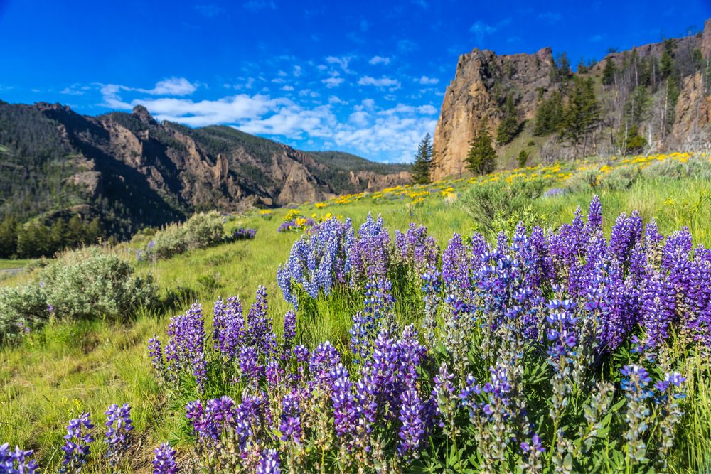 Yellowstone National Park – Huyền Thoại Suối Nước Nóng Ở Nước Mỹ
