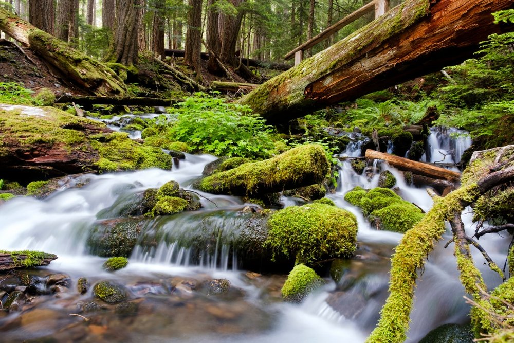 Công Viên Quốc Gia Olympic – Núi Tuyết, Rừng Mưa Và Biển Xanh Trong Một Chuyến Du Lịch Mỹ