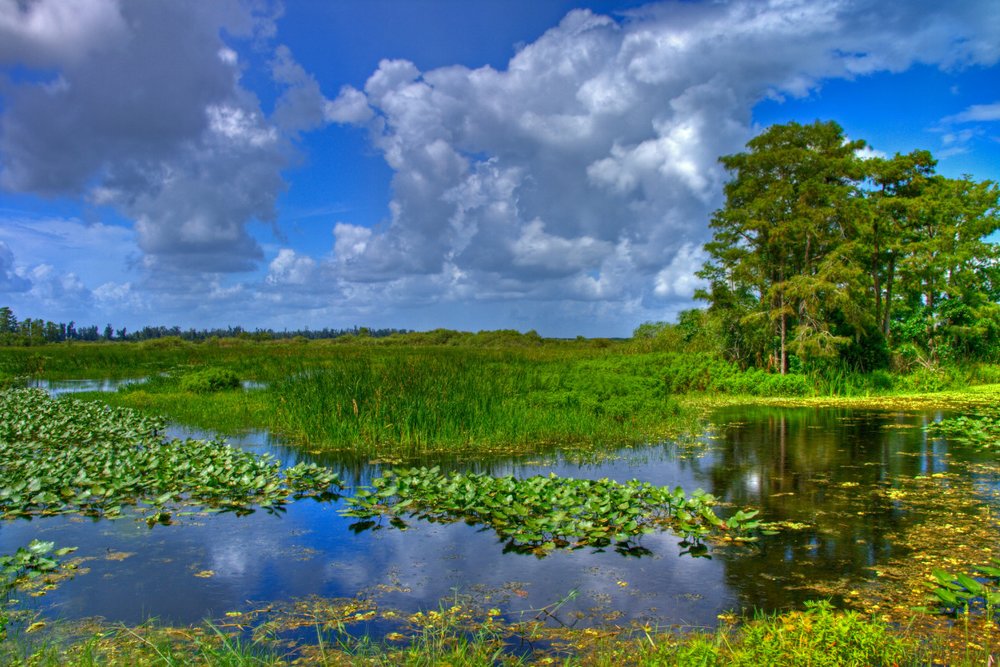 Everglades National Park – Trải Nghiệm Thế Giới Đầm Lầy Độc Đáo Ở Florida