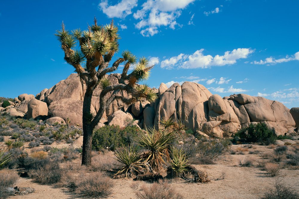  Du Lịch Joshua Tree National Park – “Phòng Triển Lãm Nghệ Thuật Tự Nhiên” Ở Nước Mỹ