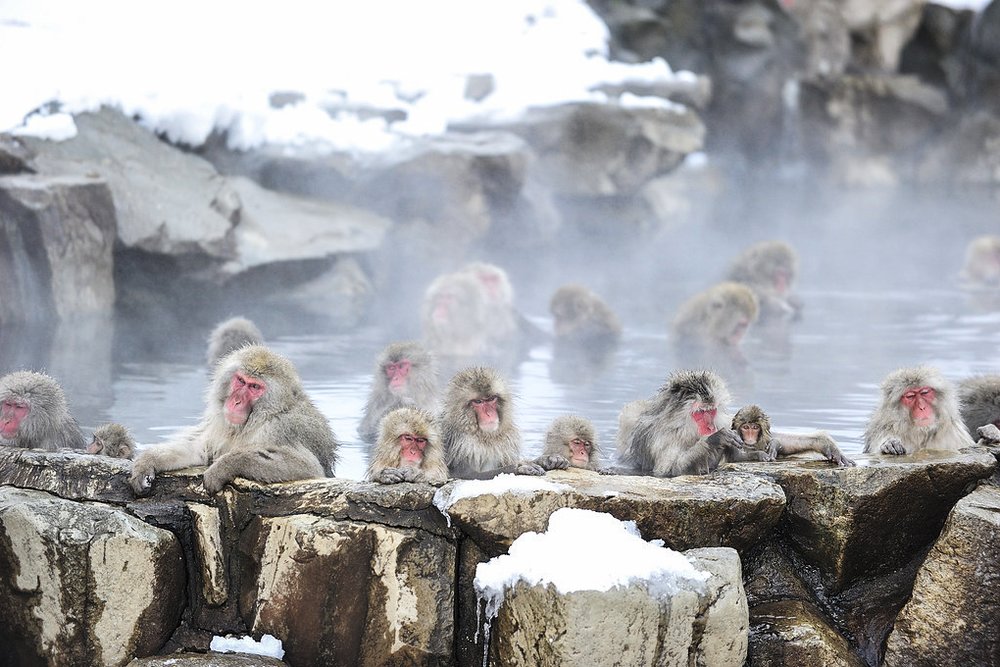 Nagano Snow Monkeys at Jigokudani Yaen Koen