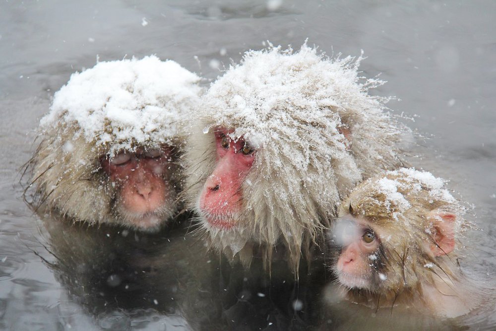 Baby Snow Monkeys at Jigokudani Yaen Koen