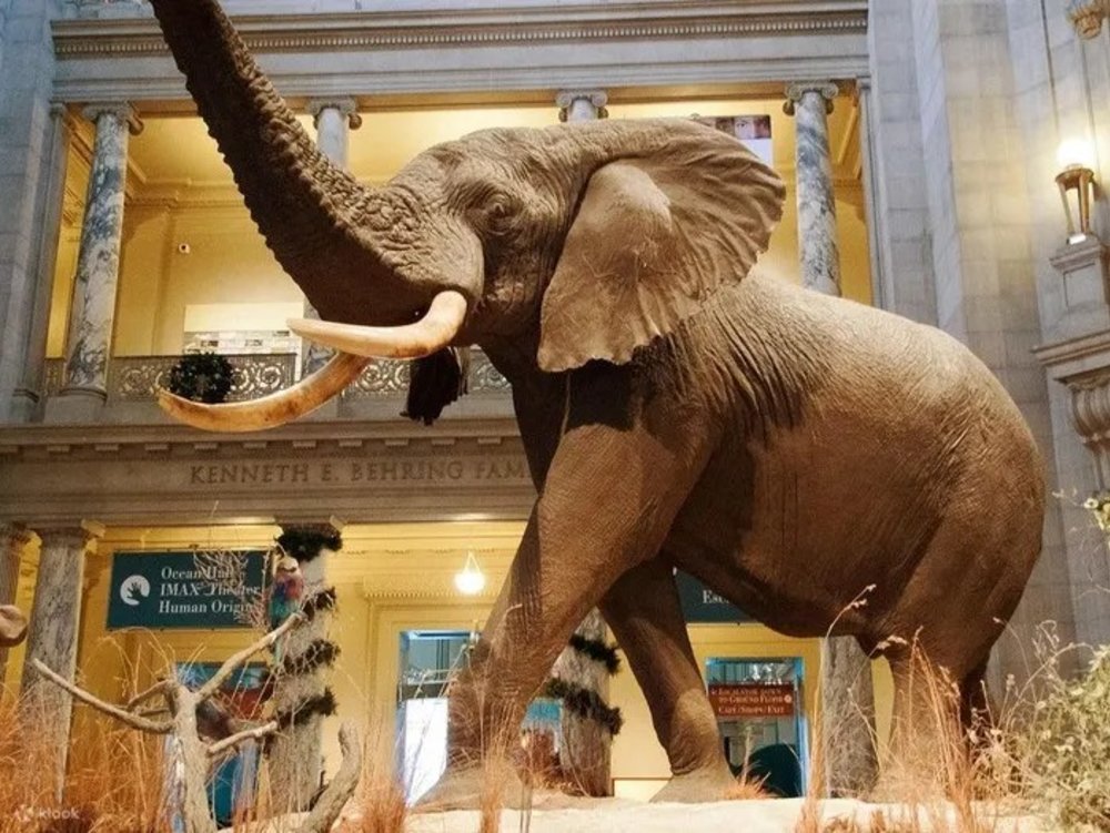 Bảo Tàng Smithsonian – Hành Trình Khám Phá Lịch Sử Ở Washington D.C.