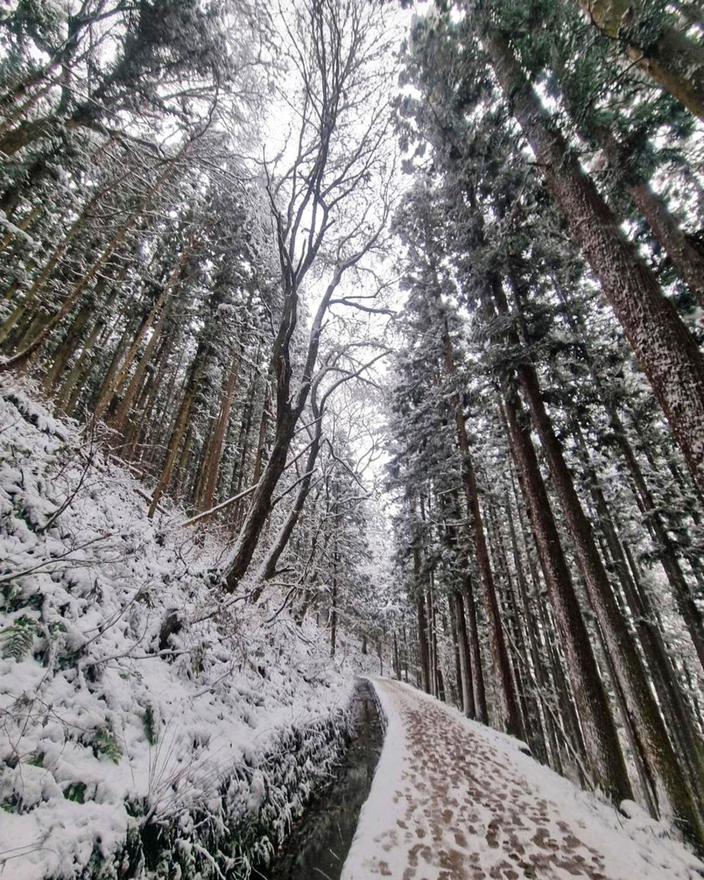 Nagano Snow Monkey Park Route
