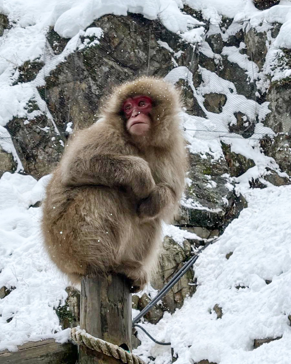 Snow Monkey in Nagano on Pole