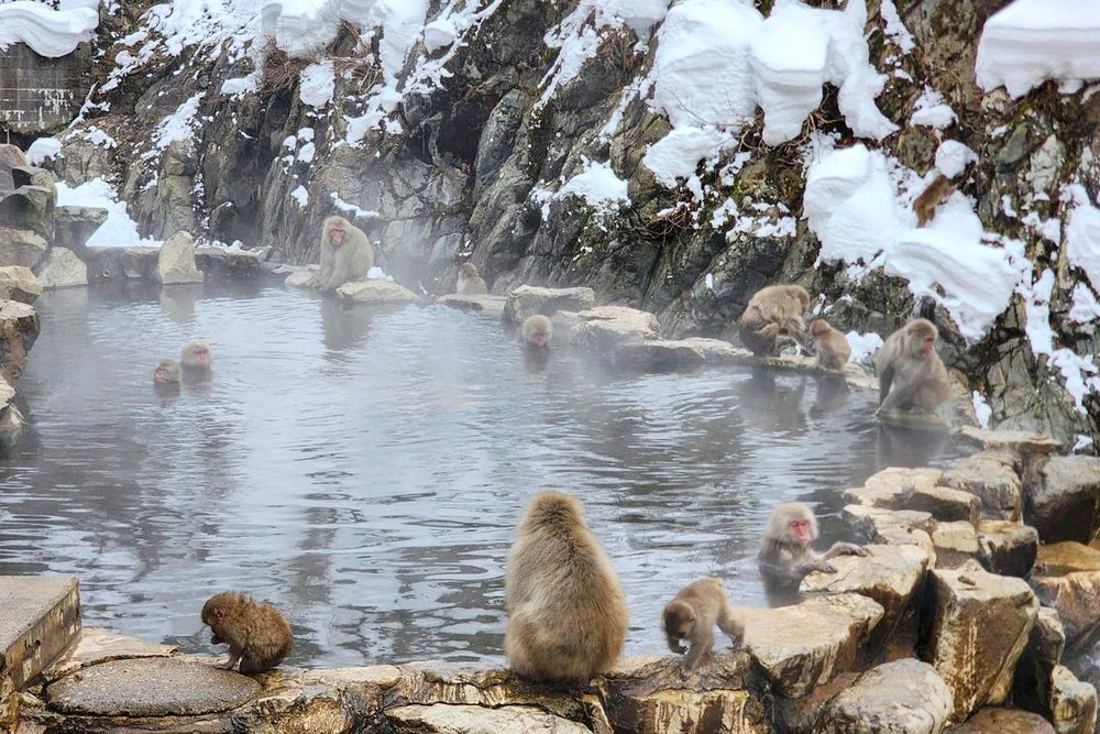 Nagano Snow Monkey Onsen