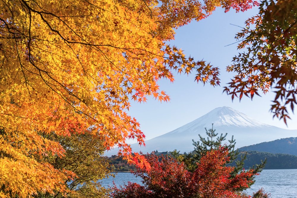 Mt Fuji framed by autumn leaves
