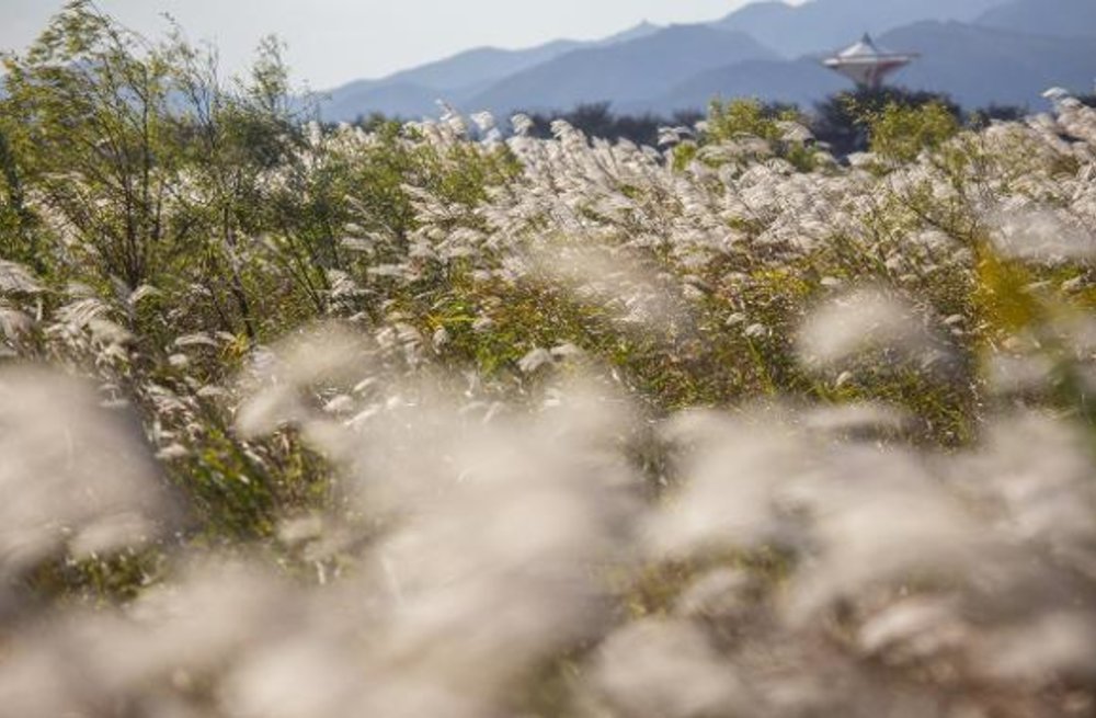 釜山天氣 釜山9月活動 釜山10月活動 釜山11月活動