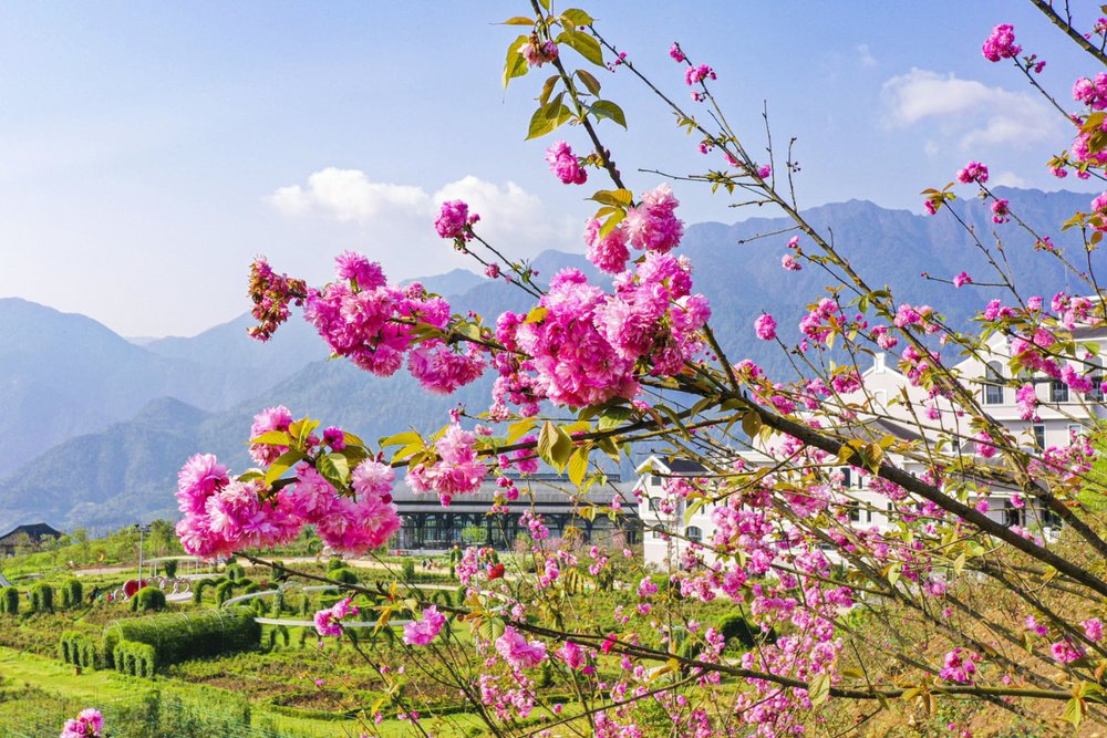 Tháng 3 - Thời Điểm Lý Tưởng Ngắm Hoa Đỗ Quyên