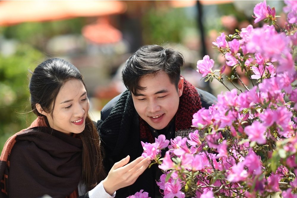 Có Tour Chuyên Ngắm Hoa Đỗ Quyên Không?