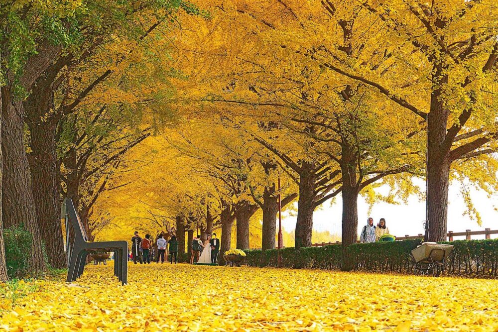 Ginkgo Tree Lane