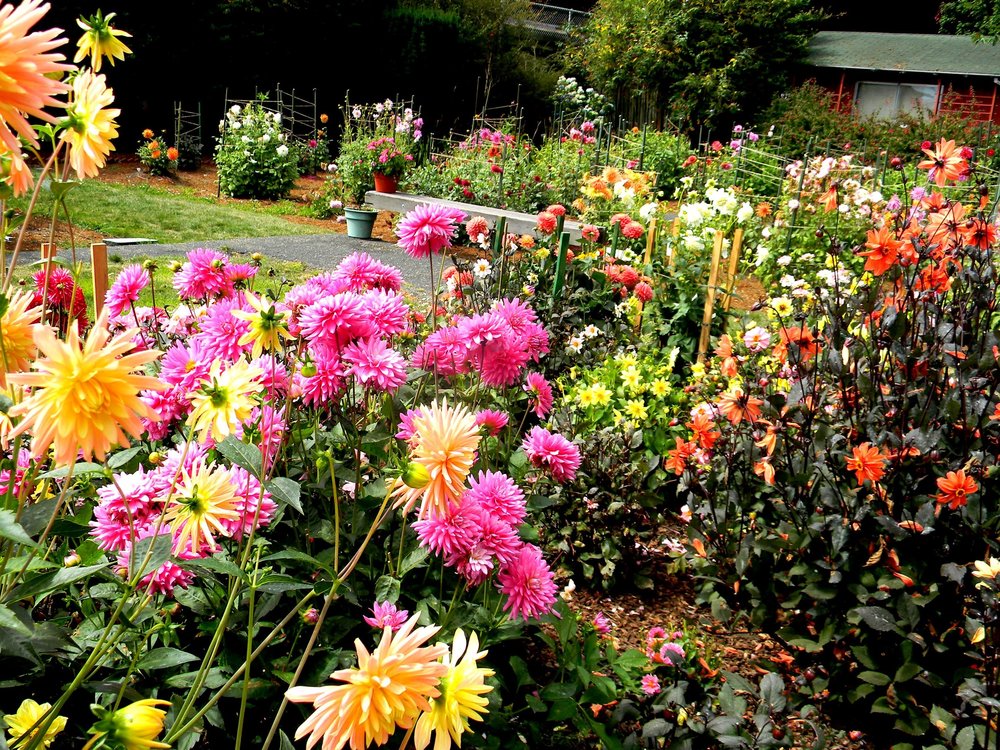 Sequoia Family Garden
