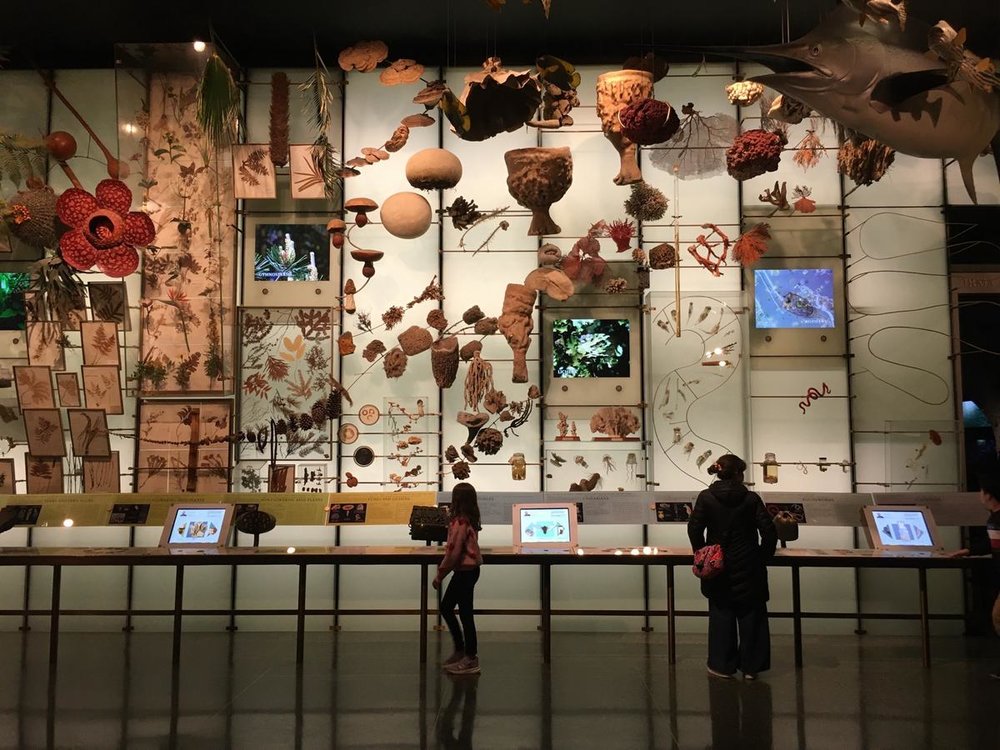 One of the exhibits inside the American Museum of Natural History