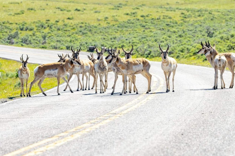 Lamar Valley – Thung Lũng Của Bò Rừng Và Sói