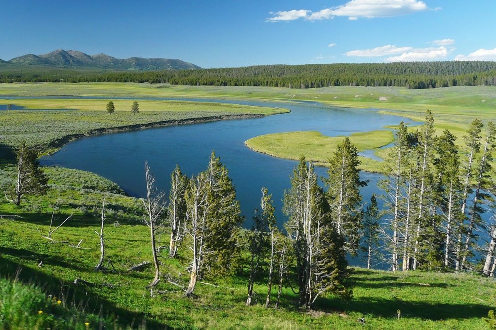 Hayden Valley – Nơi Nai Sừng Tấm Và Chim Săn Mồi Tụ Hội