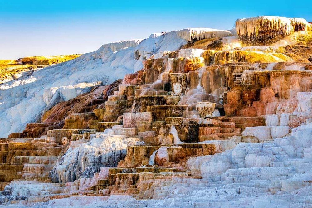 Mammoth Hot Springs – Xem Nai Sừng Tấm Quanh Năm