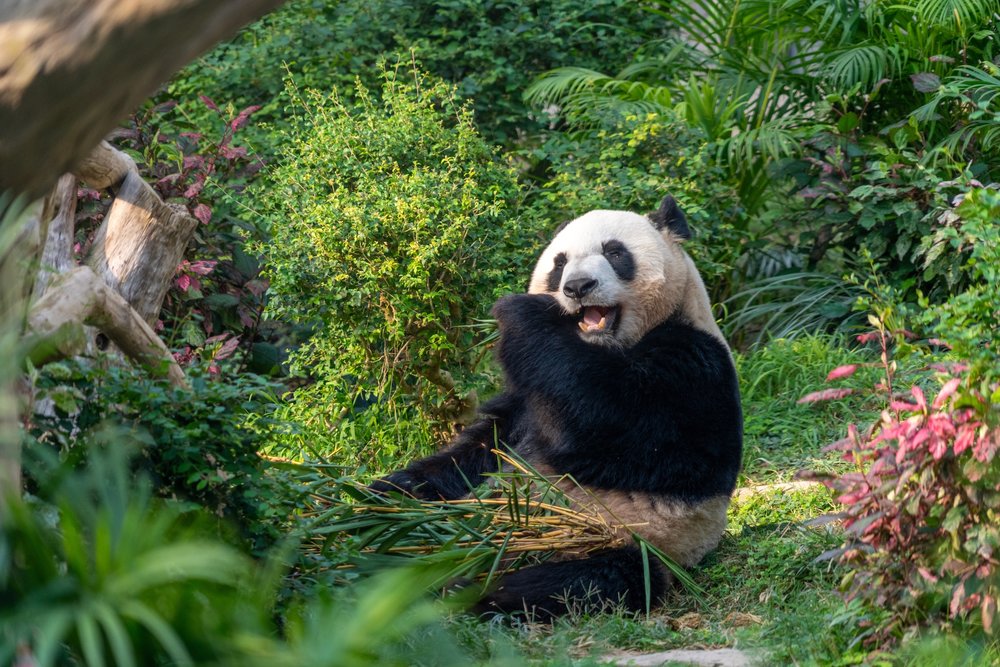 Macao Giant Panda Pavilion