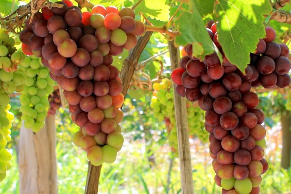 Nho Phan Rang - Đặc Sản Trứ Danh Làm Quà