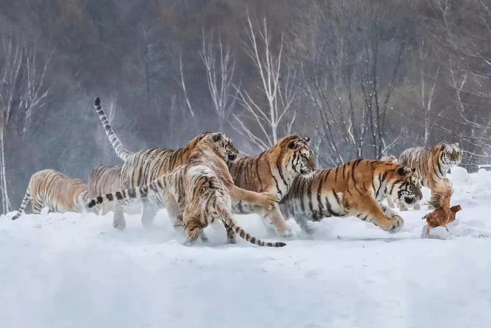 Buổi Chiều - Nghệ Thuật Tuyết Trên Đảo Mặt Trời & Công Viên Hổ Siberia