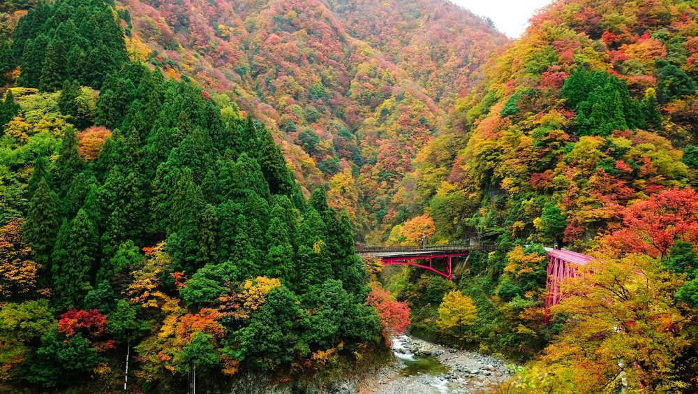 ทางเดินเขาคุโรเบะ (Kurobe Gorge) ญี่ปุ่นพร้อมวิวใบไม้ร่วง