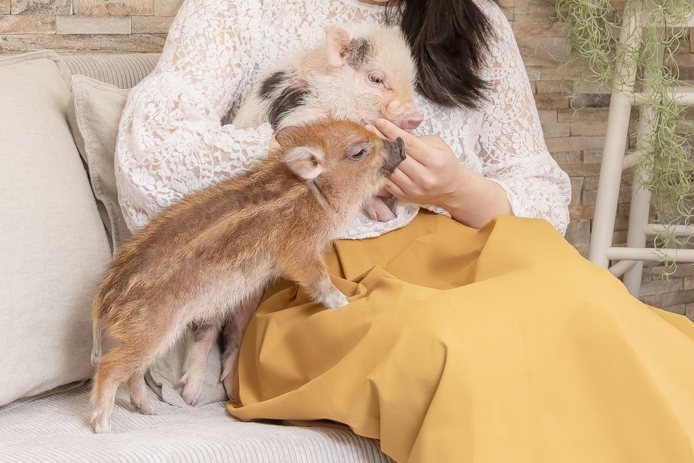 You can cuddle with micro pigs in this cafe!