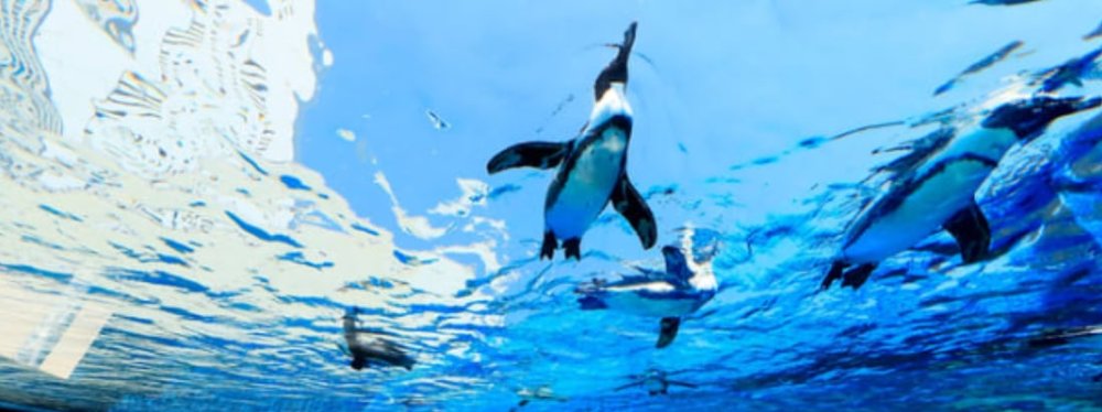 Penguins swimming at Sunshine Aquarium in Japan