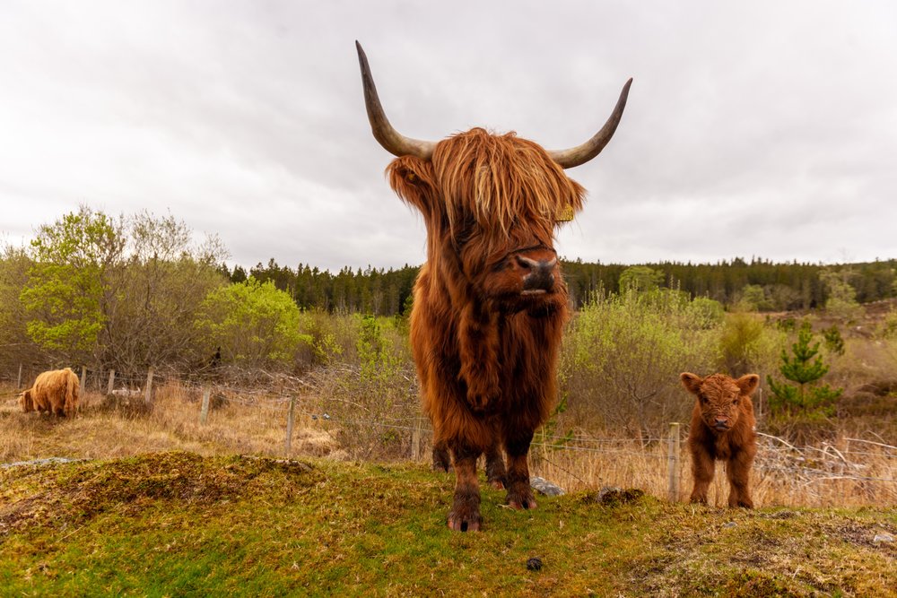 Highland cattle in Scotland