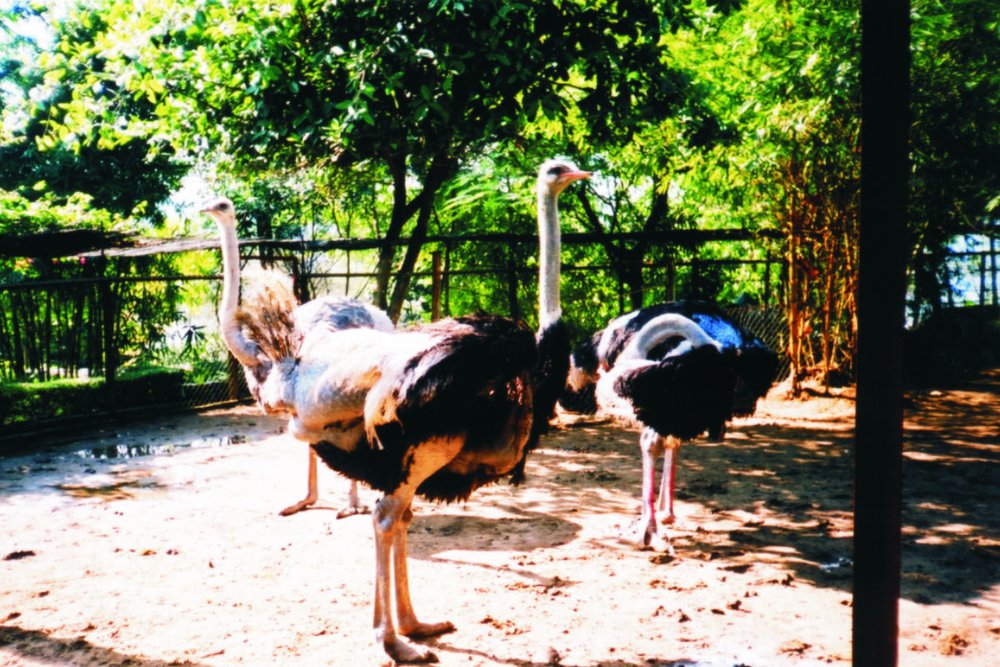 Tham Quan Vườn Động Vật Hoang Dã