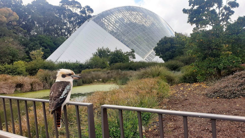 南澳洲, 阿德萊德景點, 阿德萊德植物園