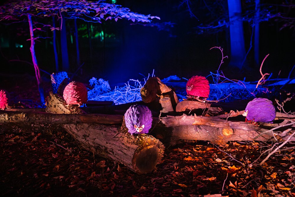 深圳哈利波特禁忌森林