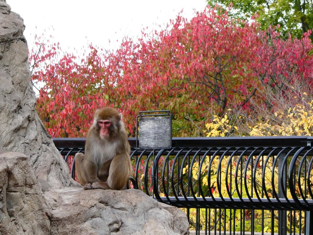 Asahiyama Zoo Autumn