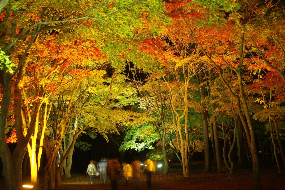 Miharashi Park Autumn Night Illumination